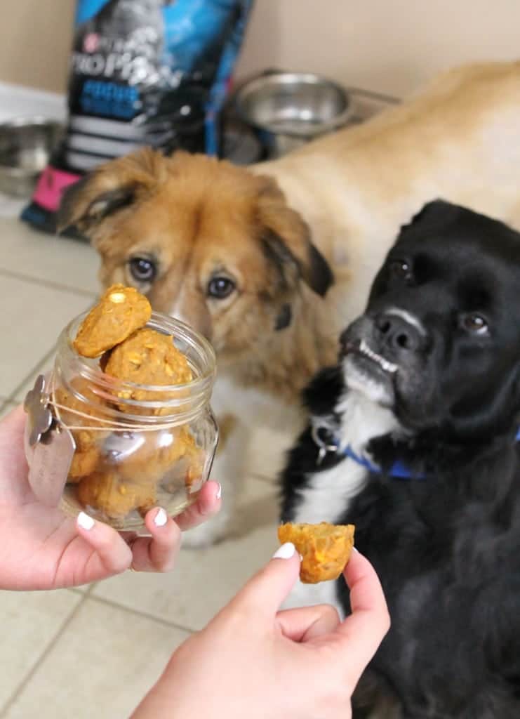 DIY Sweet Potato & Peanut Butter Dog Treats