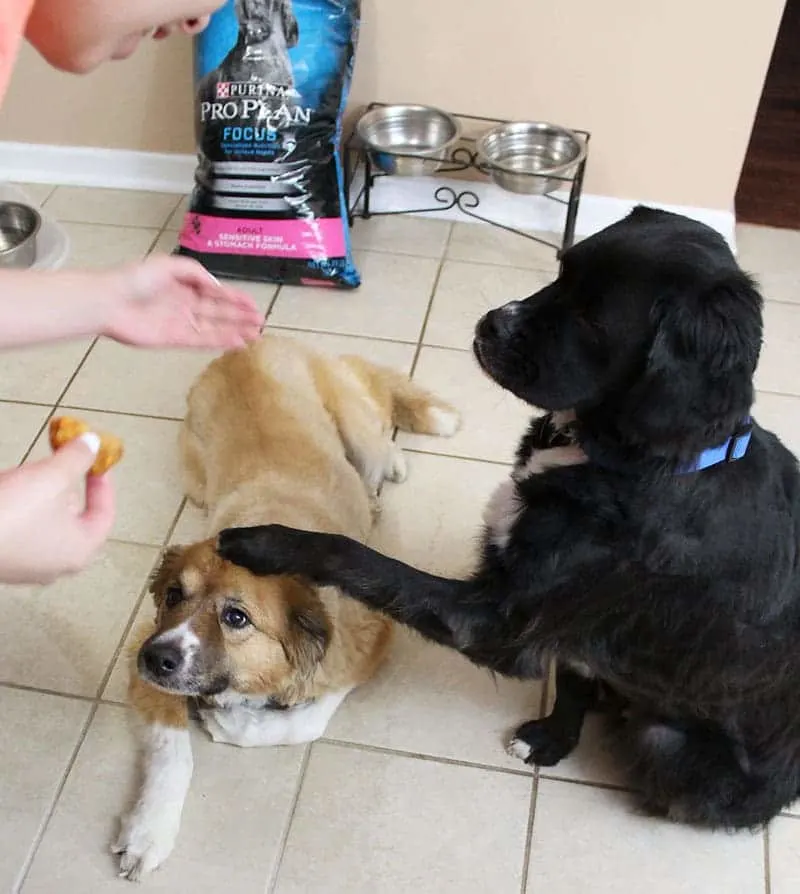 homemade dog mouthwash