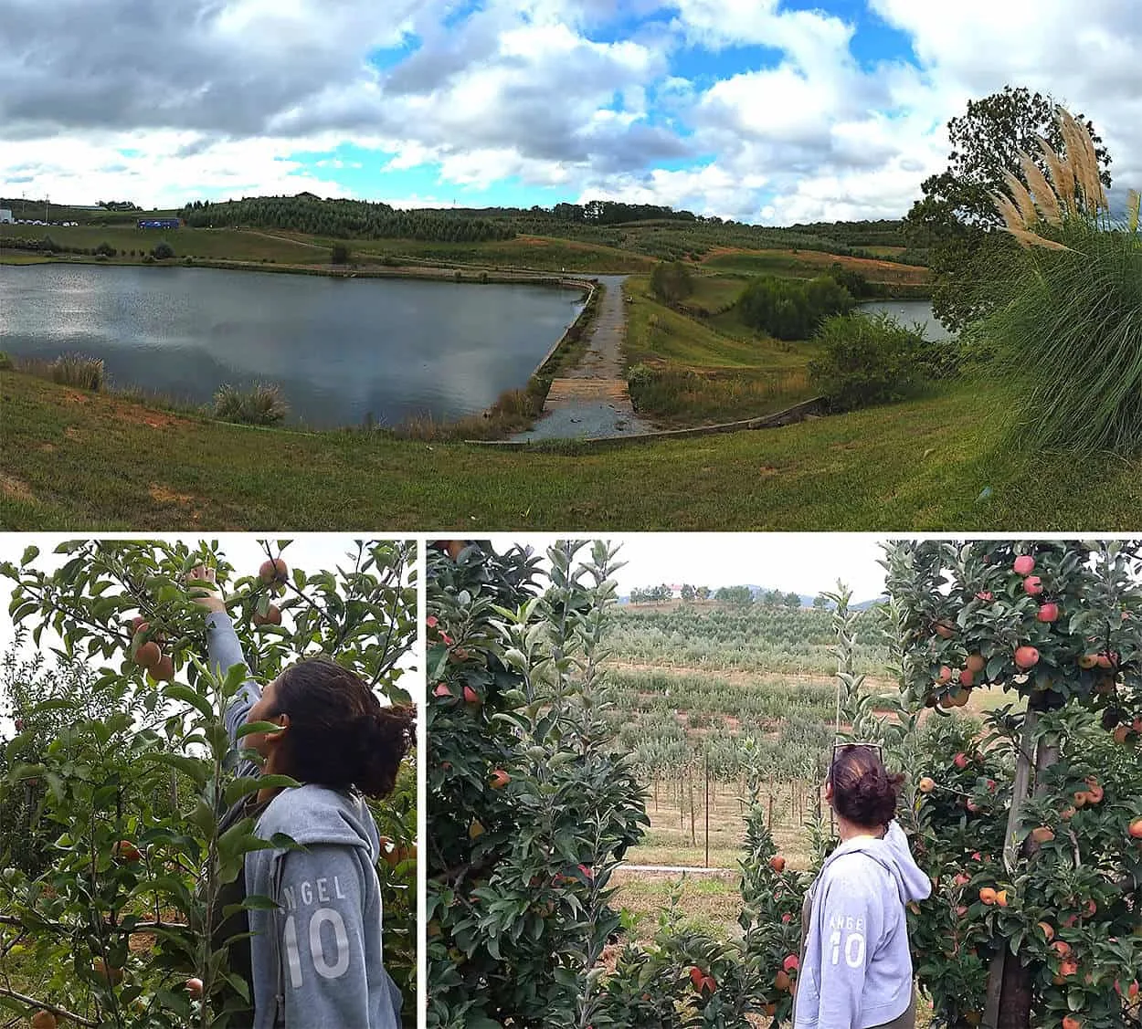 apple-picking