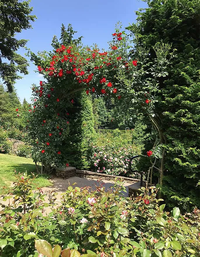 Portland Rose Garden Photo