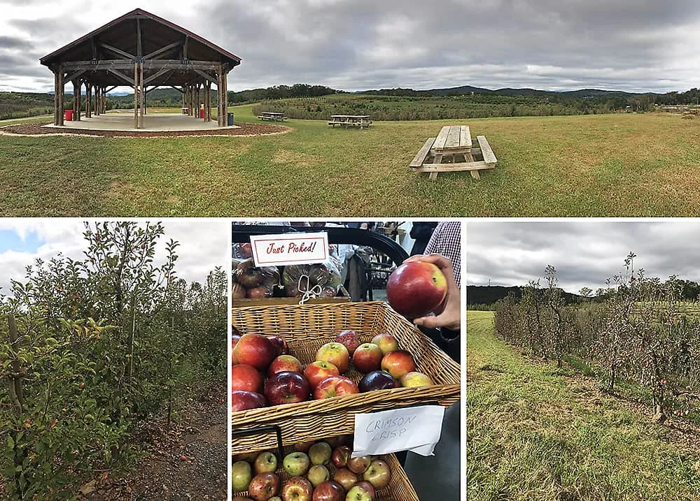 Apple orchard in blue ridge, ga