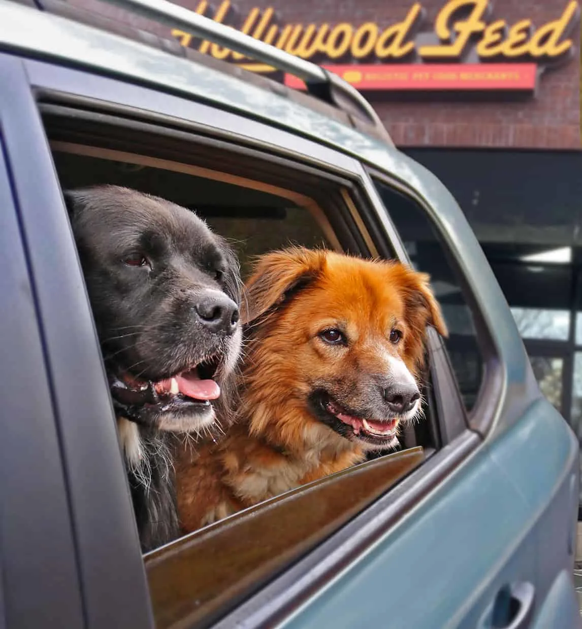 Hollywood Feed Curbside Pick-Up