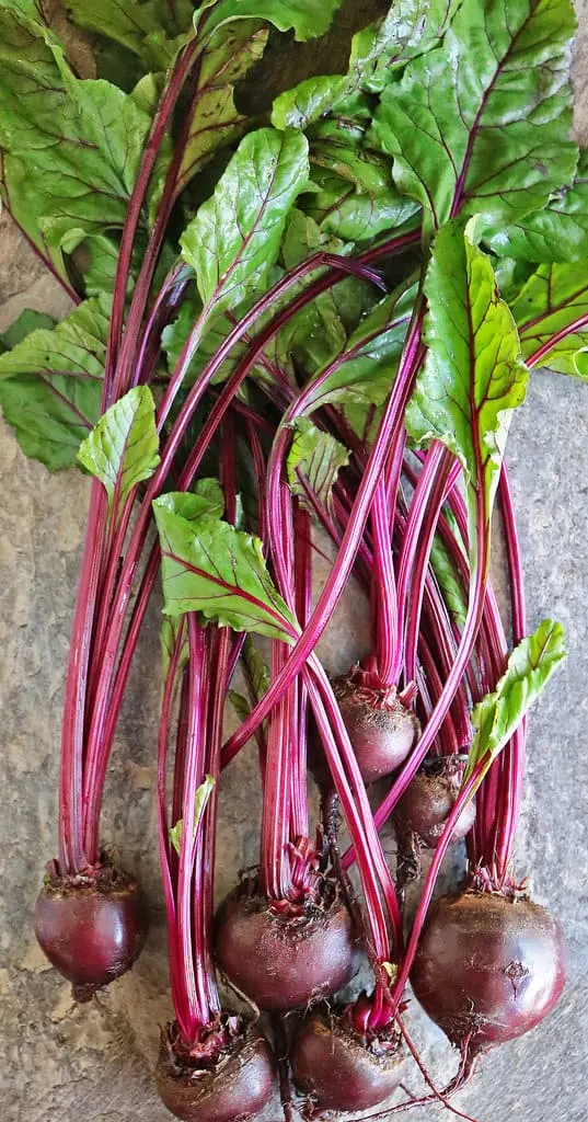A luscious bunch of beet greens.