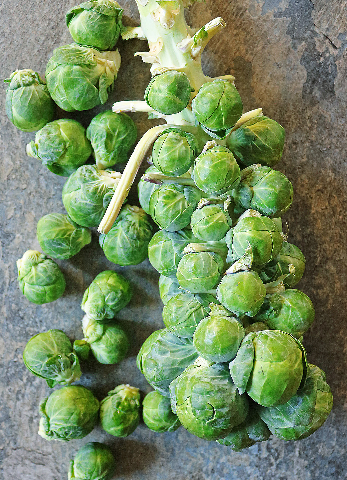 Brussels Sprouts on the stem