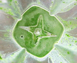 BLENDING SPINACH AND MILK TO MAKE A NATURAL GREEN FOOD COLORING