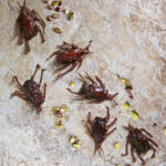 An overhead view of a brown marble board with 6 Dubai Chocolate Cockroaches with pistachios and toasted kataifi tossed around.